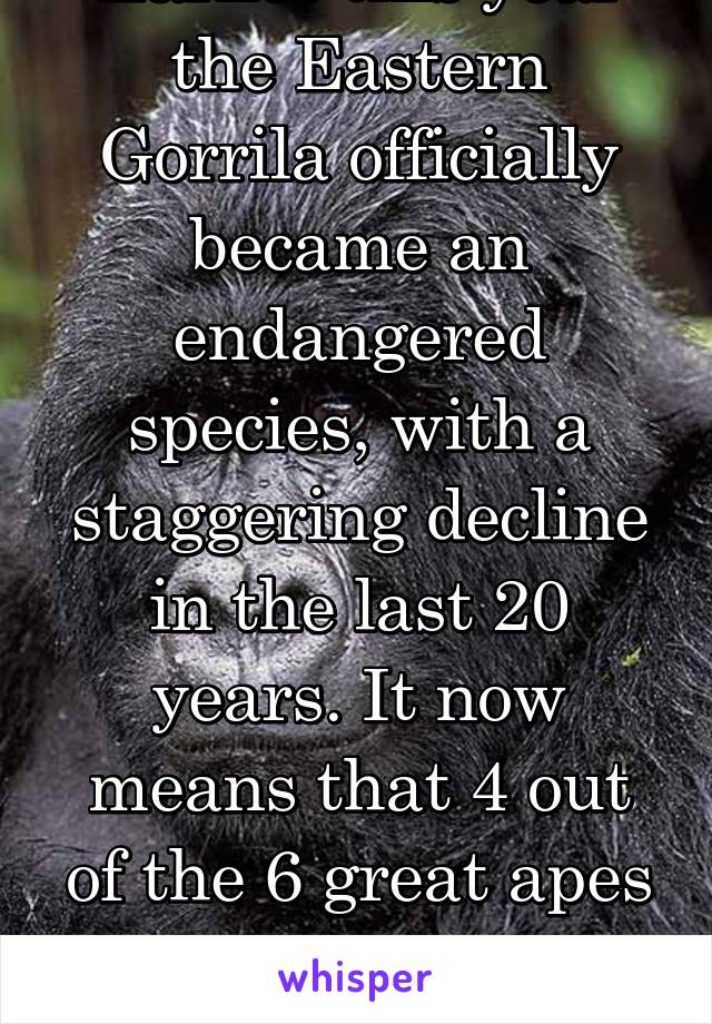 Earlier this year the Eastern Gorrila officially became an endangered species, with a staggering decline in the last 20 years. It now means that 4 out of the 6 great apes are now almost extinct 
