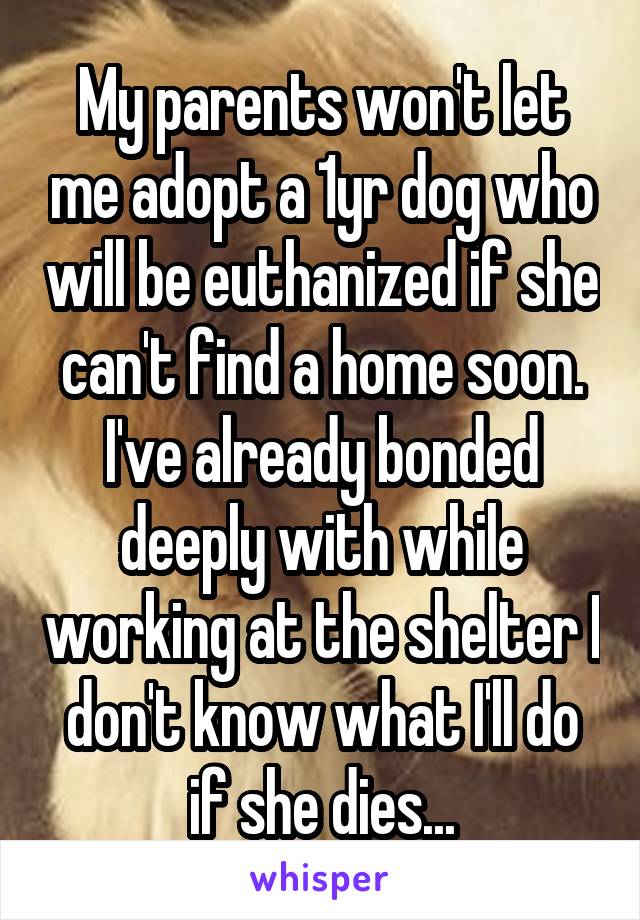 My parents won't let me adopt a 1yr dog who will be euthanized if she can't find a home soon. I've already bonded deeply with while working at the shelter I don't know what I'll do if she dies...