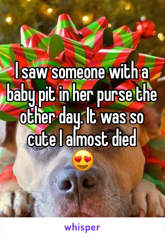 I saw someone with a baby pit in her purse the other day. It was so cute I almost died
😍