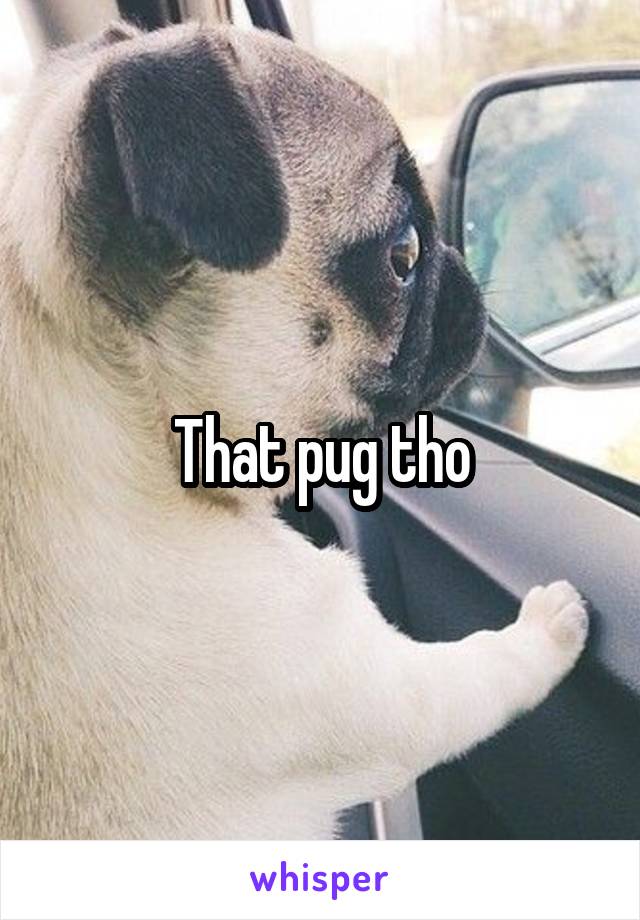 That pug tho