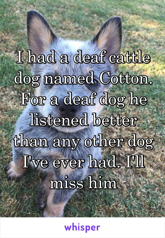 I had a deaf cattle dog named Cotton. For a deaf dog he listened better than any other dog I've ever had. I'll miss him