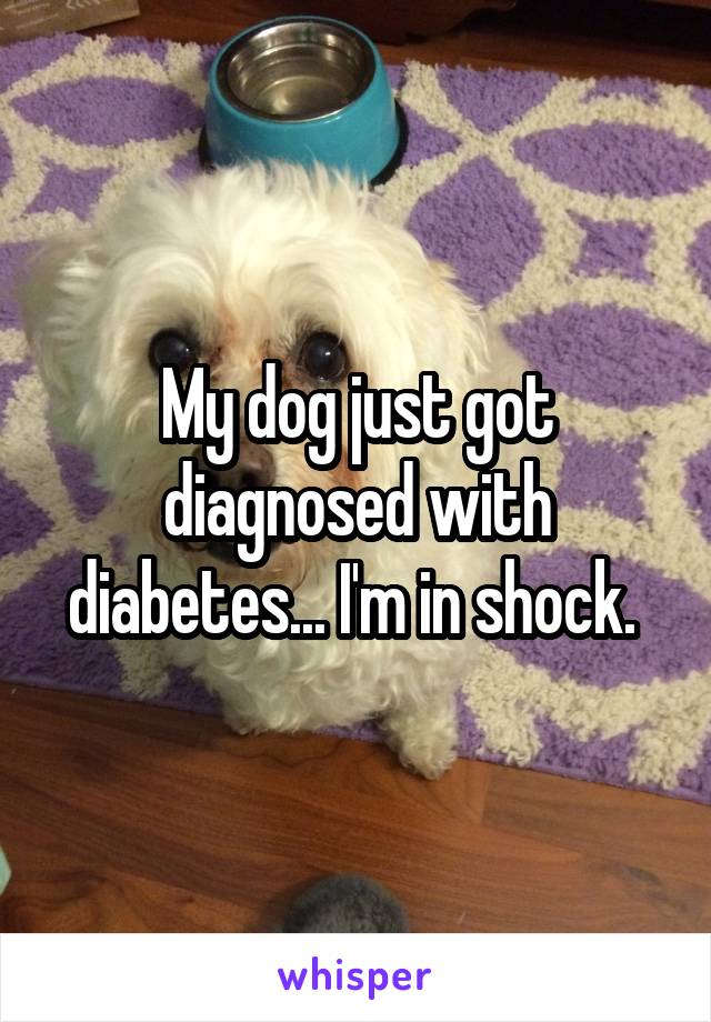 My dog just got diagnosed with diabetes... I'm in shock. 