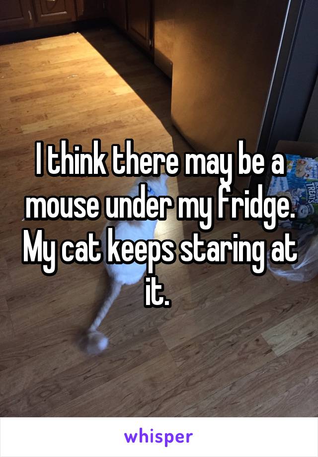 I think there may be a mouse under my fridge. My cat keeps staring at it. 