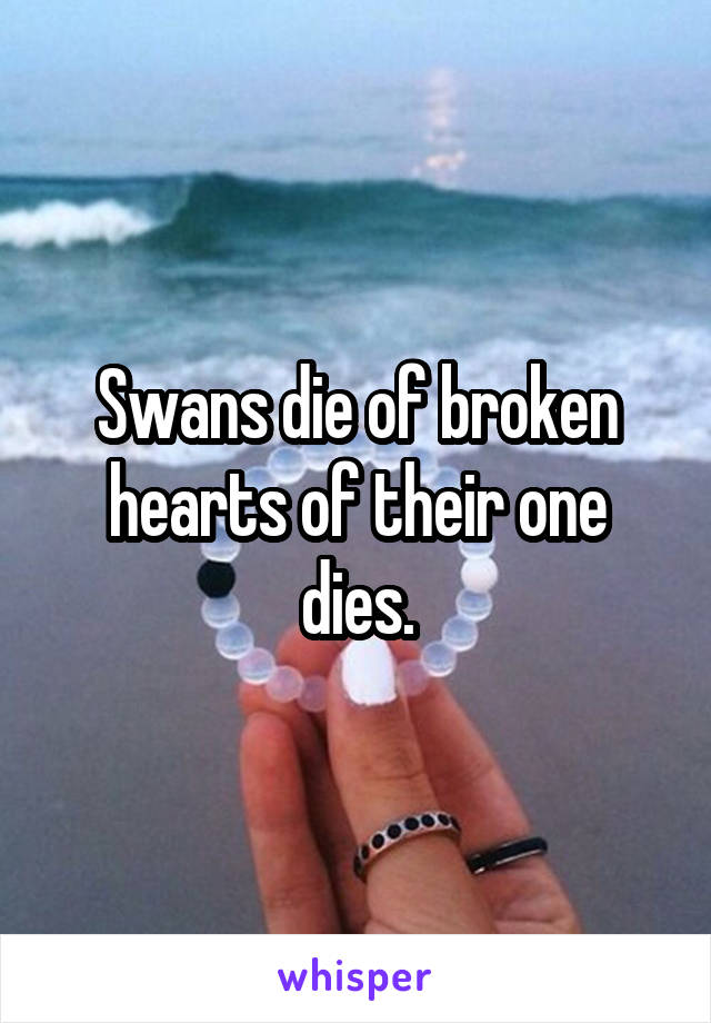 Swans die of broken hearts of their one dies.