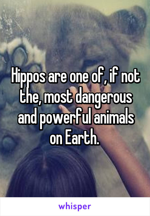 Hippos are one of, if not the, most dangerous and powerful animals on Earth. 
