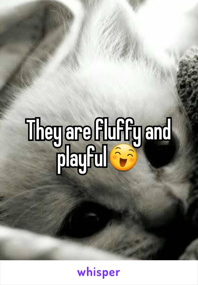 They are fluffy and playful😄
