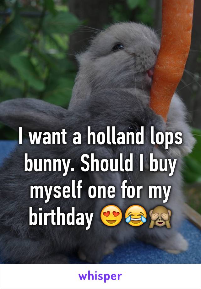 I want a holland lops bunny. Should I buy myself one for my birthday 😍😂🙈
