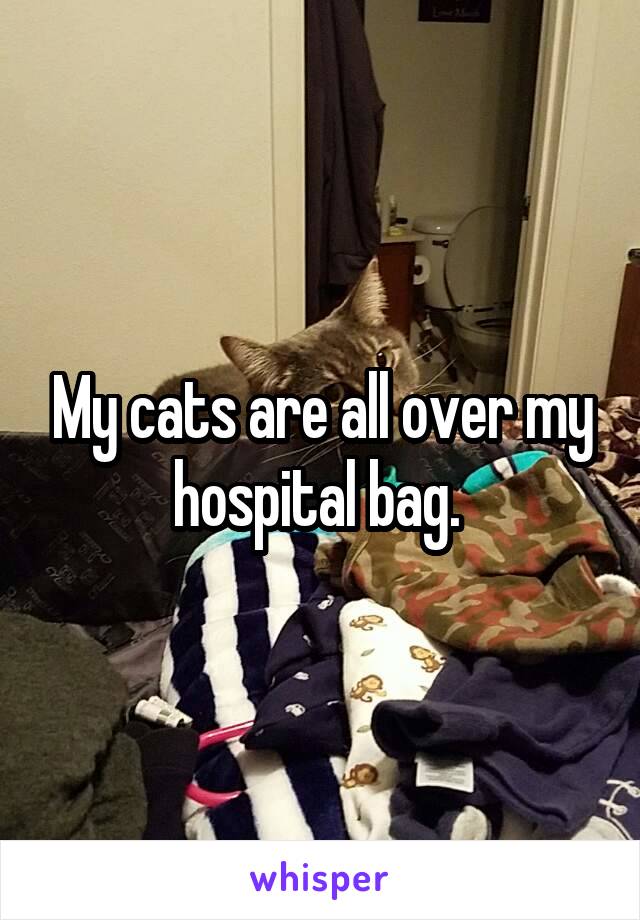 My cats are all over my hospital bag. 