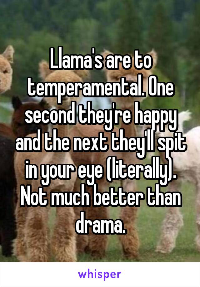 Llama's are to temperamental. One second they're happy and the next they'll spit in your eye (literally). Not much better than drama.