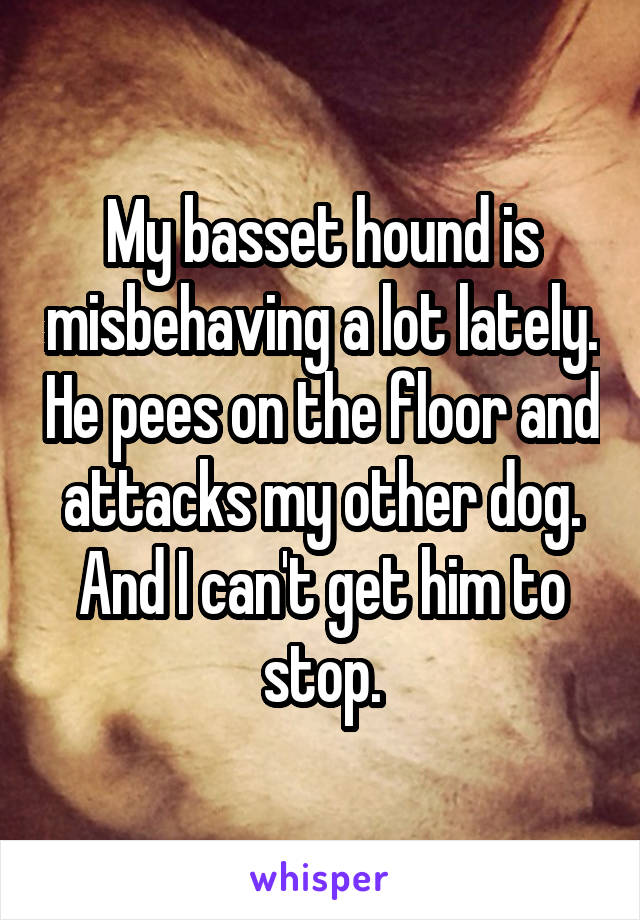 My basset hound is misbehaving a lot lately. He pees on the floor and attacks my other dog. And I can't get him to stop.
