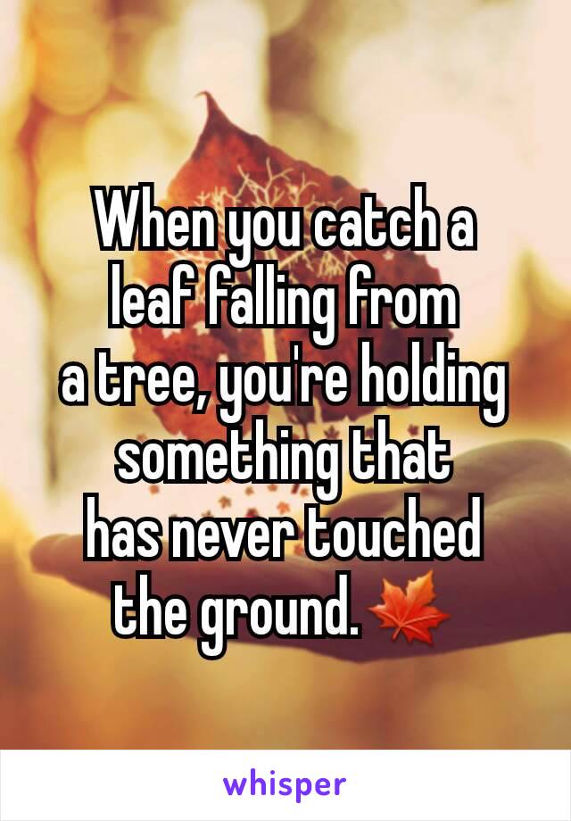 When you catch a
leaf falling from
a tree, you're holding something that
has never touched
the ground.🍁