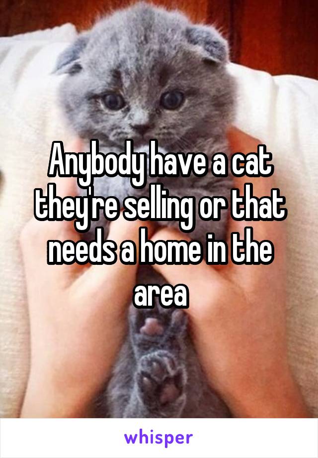 Anybody have a cat they're selling or that needs a home in the area
