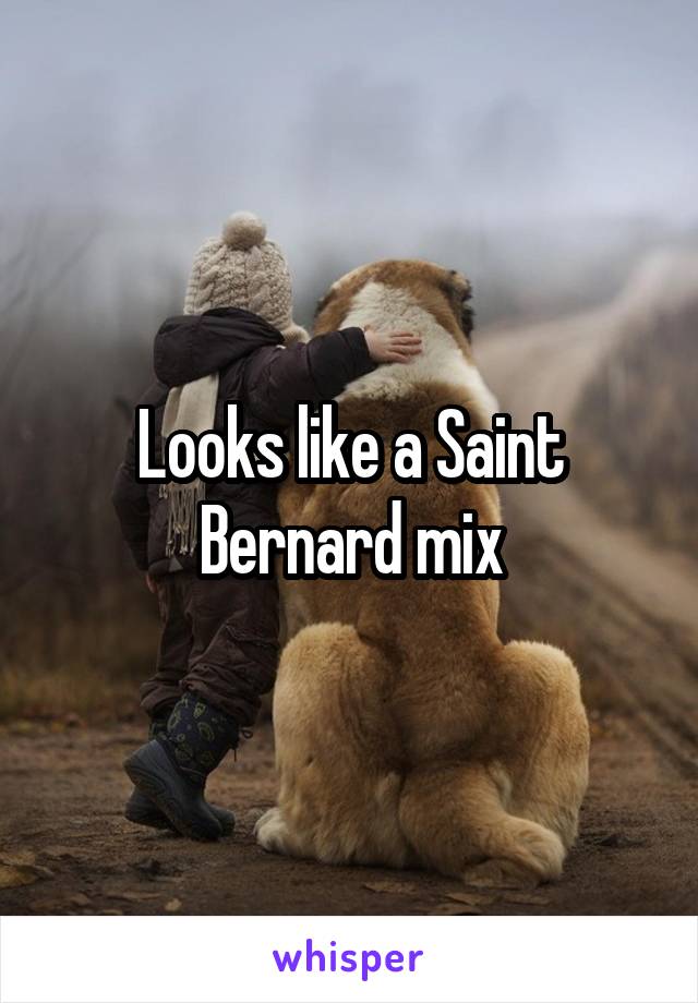 Looks like a Saint Bernard mix