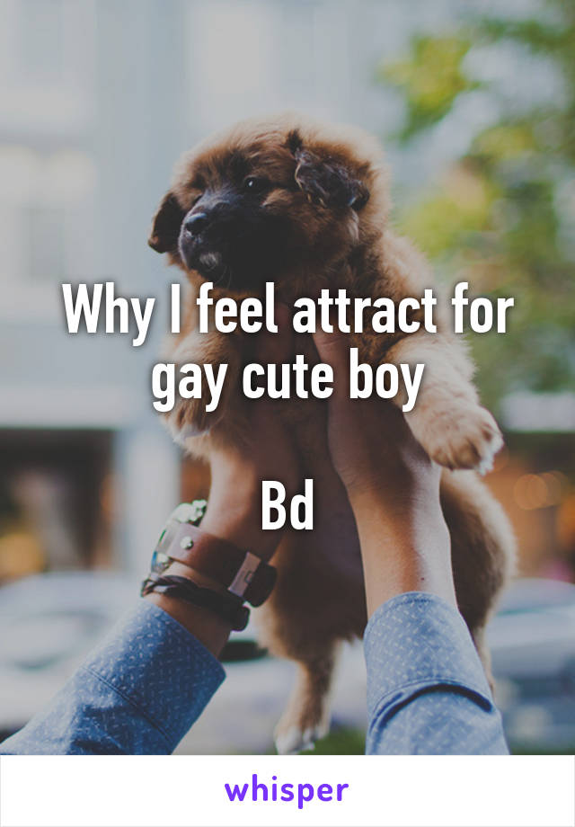 Why I feel attract for gay cute boy

Bd