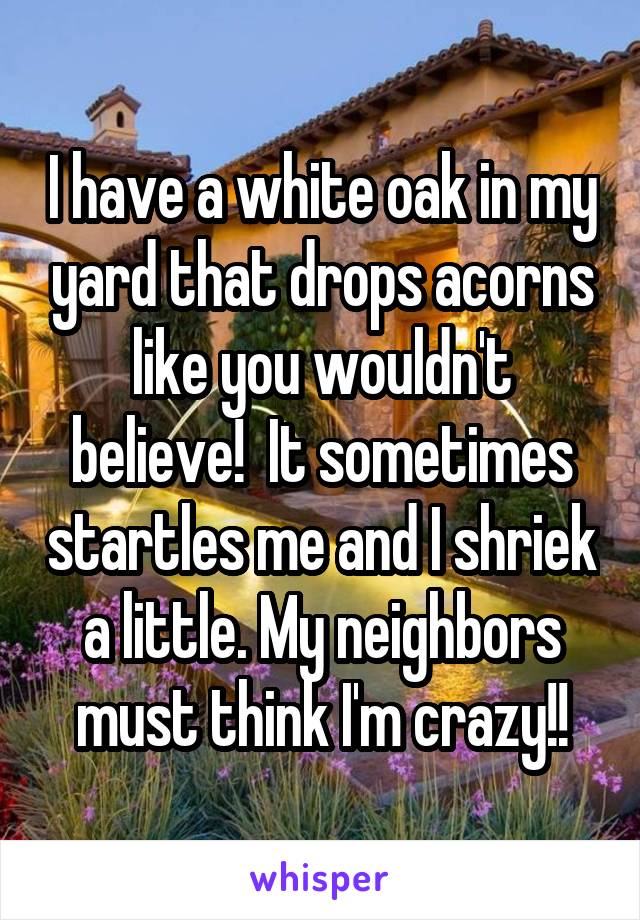 I have a white oak in my yard that drops acorns like you wouldn't believe!  It sometimes startles me and I shriek a little. My neighbors must think I'm crazy!!