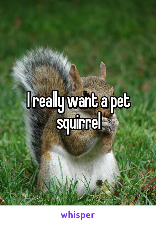 I really want a pet squirrel