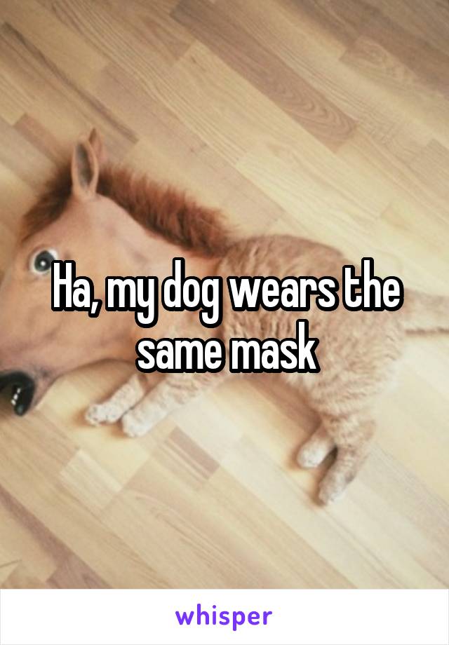 Ha, my dog wears the same mask