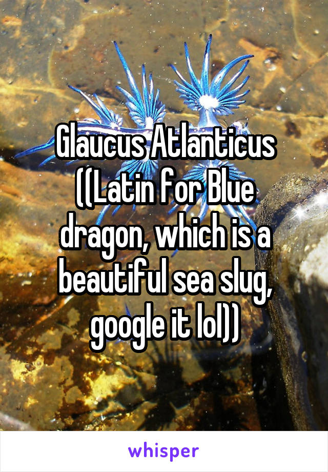 Glaucus Atlanticus
((Latin for Blue dragon, which is a beautiful sea slug, google it lol))