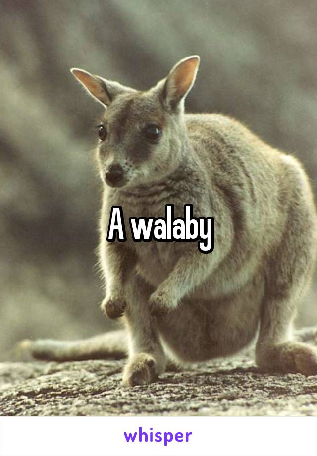 A walaby