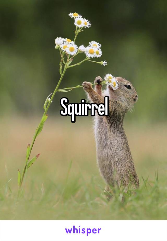 Squirrel
