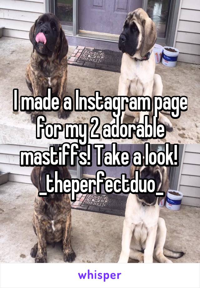 I made a Instagram page for my 2 adorable mastiffs! Take a look! 
_theperfectduo_