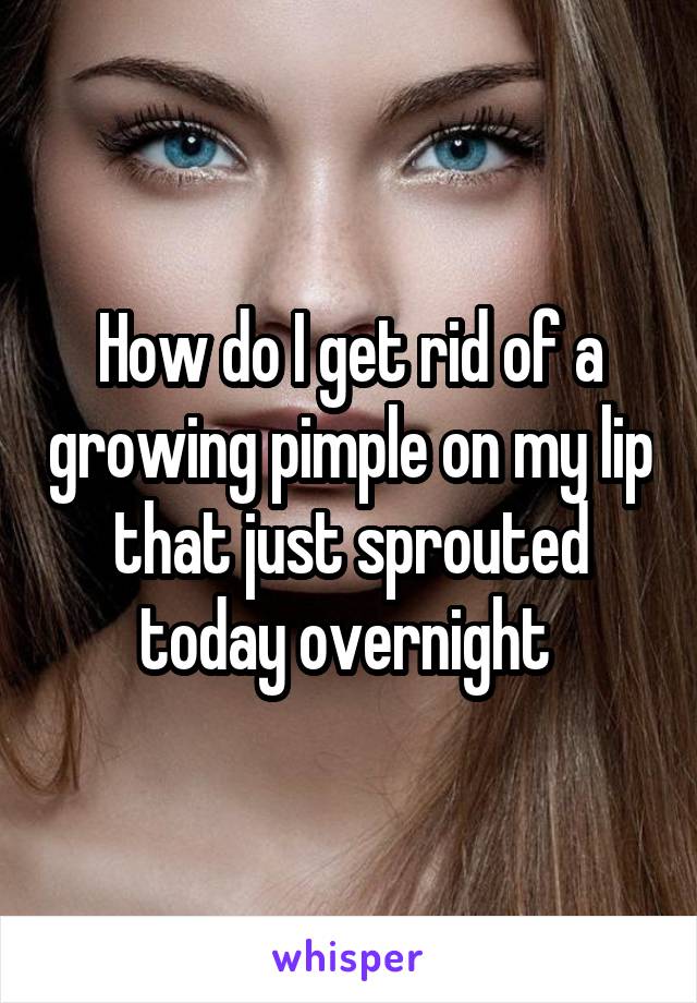 How do I get rid of a growing pimple on my lip that just sprouted today overnight 