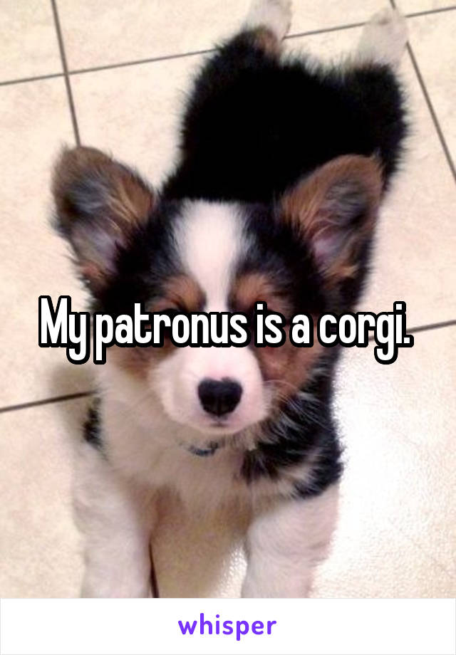 My patronus is a corgi. 