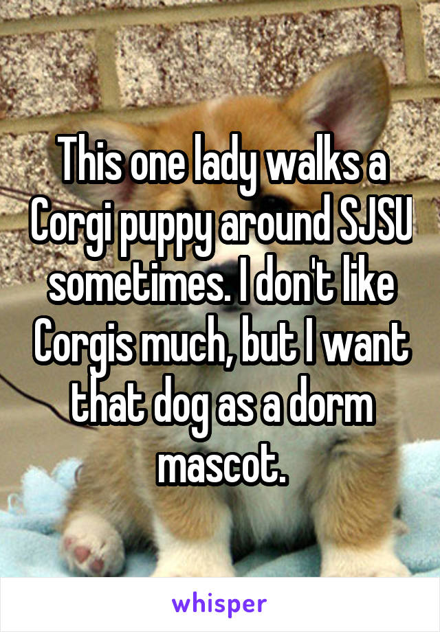This one lady walks a Corgi puppy around SJSU sometimes. I don't like Corgis much, but I want that dog as a dorm mascot.