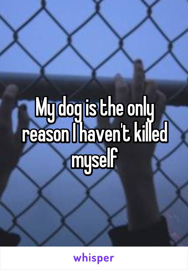 My dog is the only reason I haven't killed myself
