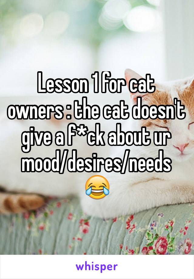 Lesson 1 for cat owners : the cat doesn't give a f*ck about ur mood/desires/needs
😂