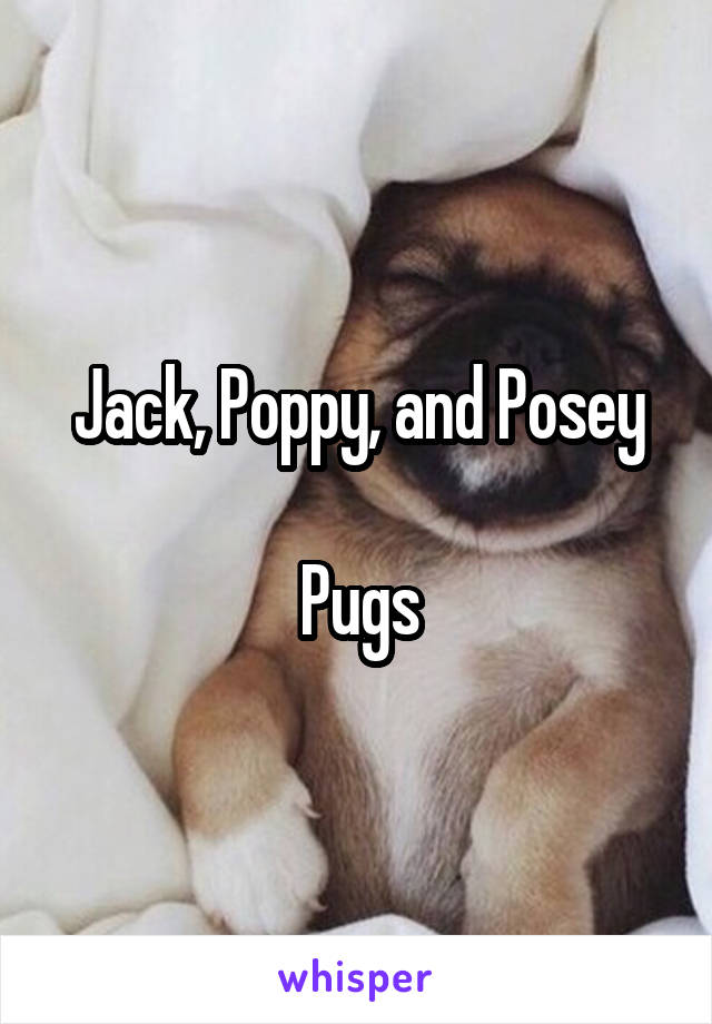 Jack, Poppy, and Posey

Pugs