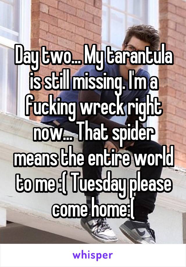Day two... My tarantula is still missing. I'm a fucking wreck right now... That spider means the entire world to me :( Tuesday please come home:(