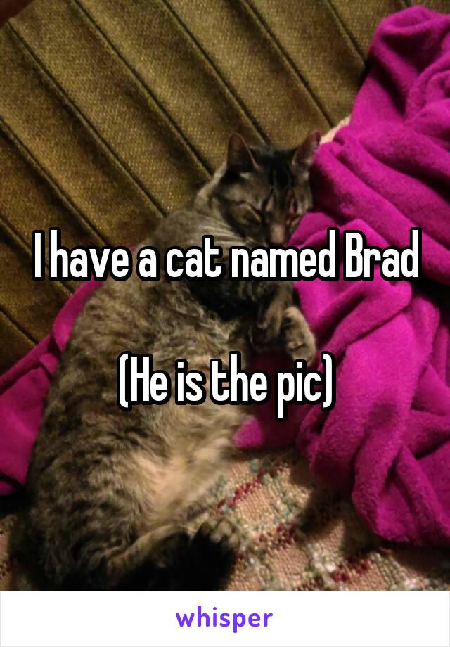 I have a cat named Brad 
(He is the pic)