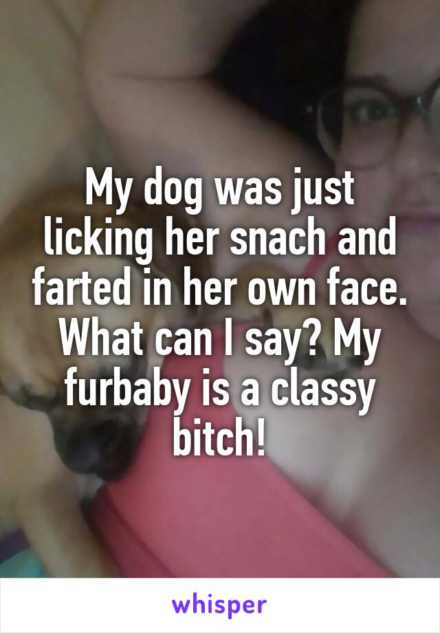 My dog was just licking her snach and farted in her own face. What can I say? My furbaby is a classy bitch!