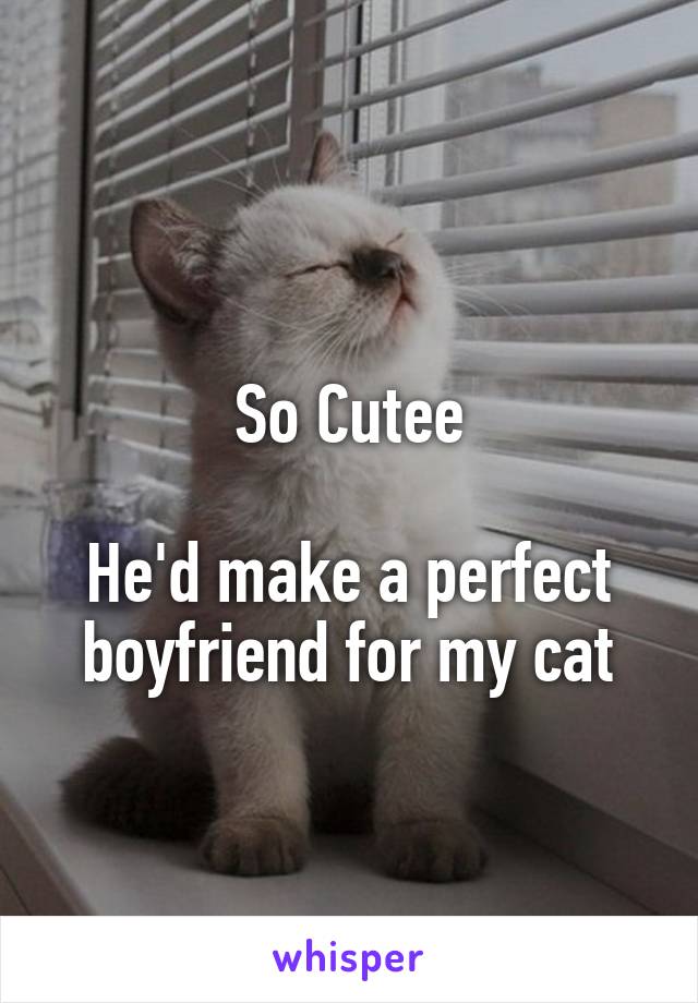 
So Cutee

He'd make a perfect boyfriend for my cat