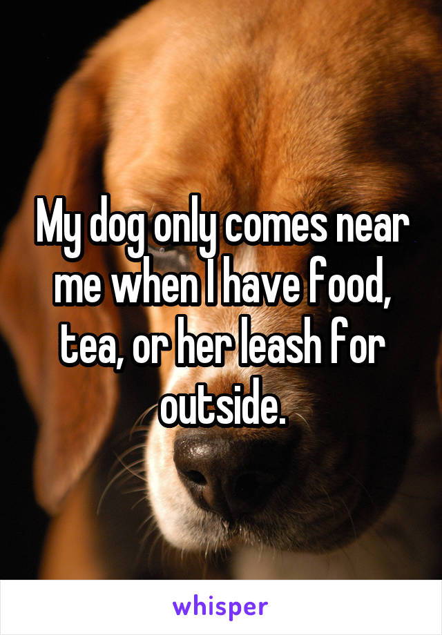 My dog only comes near me when I have food, tea, or her leash for outside.
