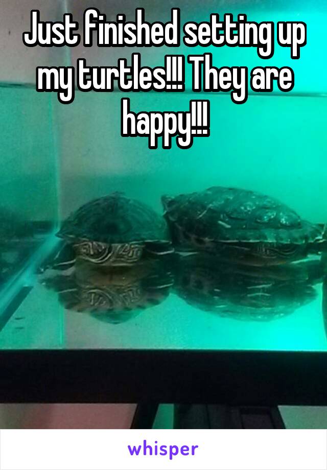 Just finished setting up my turtles!!! They are happy!!!






