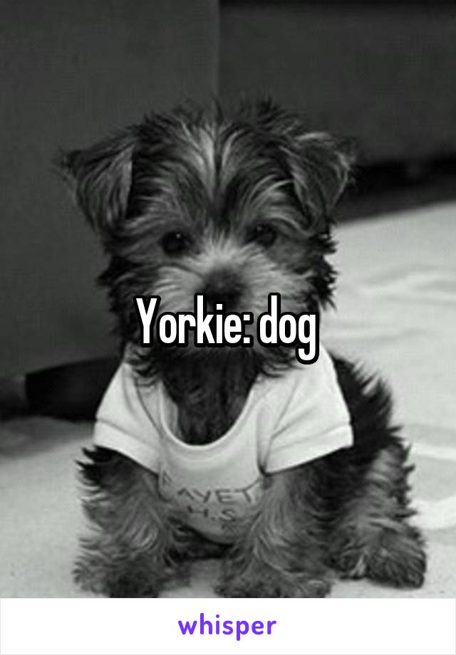 Yorkie: dog 