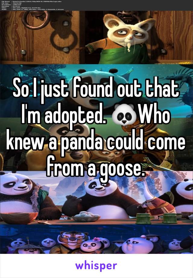 So I just found out that I'm adopted. 🐼Who knew a panda could come from a goose. 