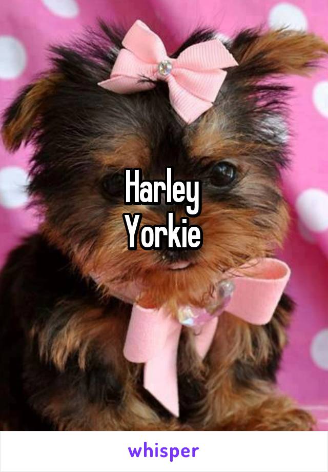 Harley 
Yorkie 
