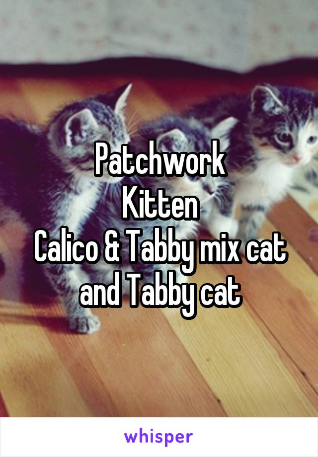 Patchwork
Kitten
Calico & Tabby mix cat and Tabby cat