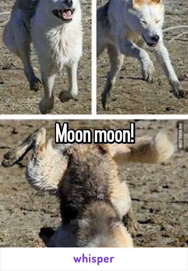 Moon moon!