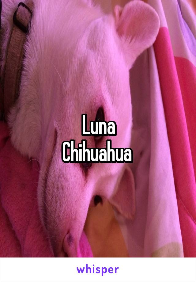 Luna
Chihuahua 