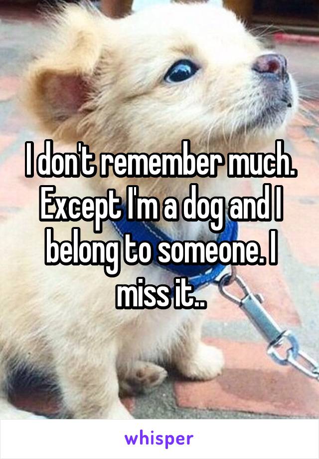 I don't remember much. Except I'm a dog and I belong to someone. I miss it..