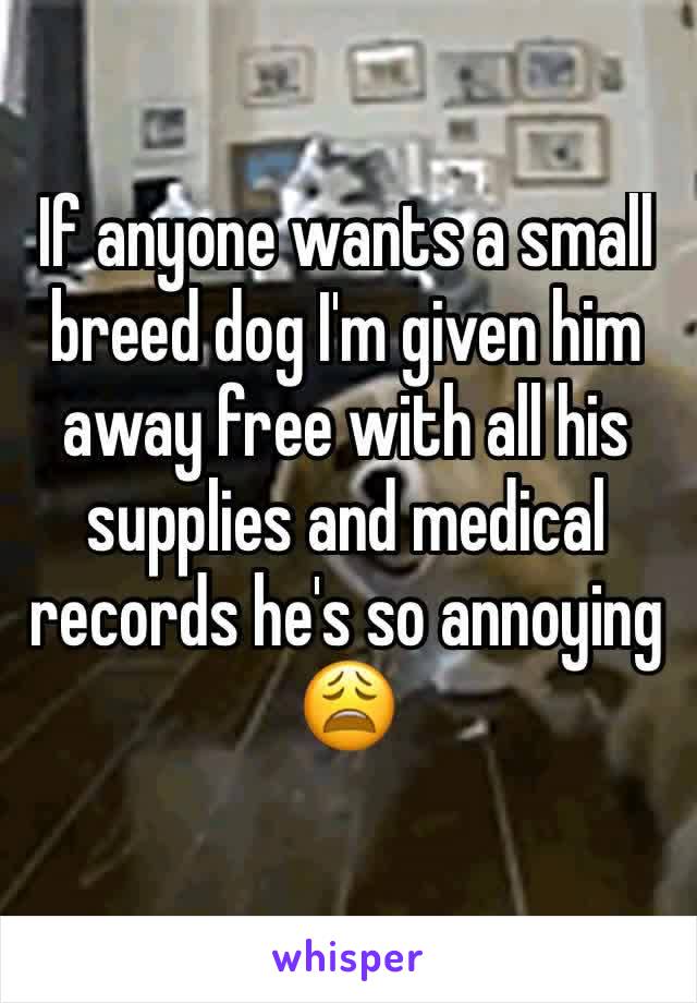 If anyone wants a small breed dog I'm given him away free with all his supplies and medical records he's so annoying 😩