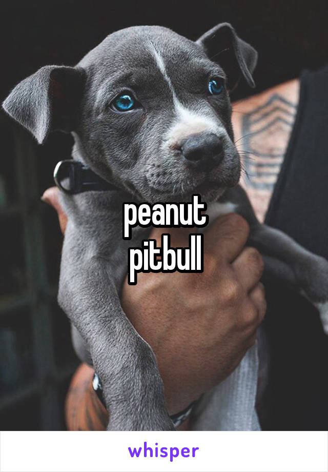 peanut
pitbull
