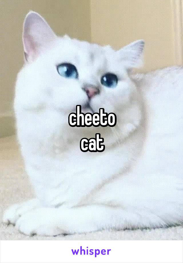 cheeto
cat
