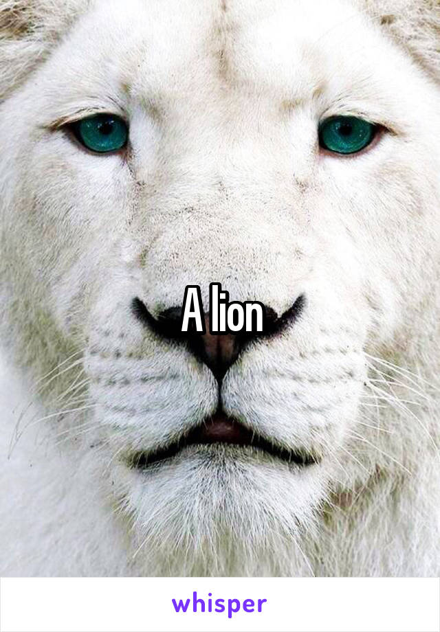 A lion