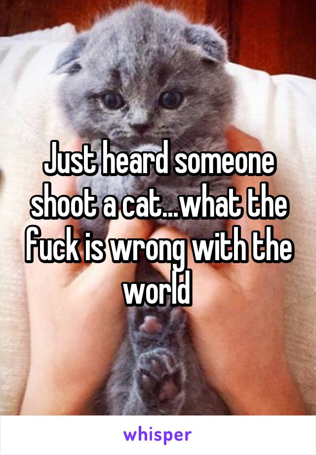 Just heard someone shoot a cat...what the fuck is wrong with the world 