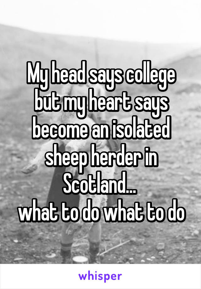 My head says college but my heart says become an isolated sheep herder in Scotland... 
what to do what to do